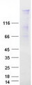 FNBP4 Protein - Purified recombinant protein FNBP4 was analyzed by SDS-PAGE gel and Coomassie Blue Staining