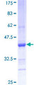 FNDC3A Protein - 12.5% SDS-PAGE Stained with Coomassie Blue.