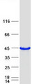 FNDC8 Protein - Purified recombinant protein FNDC8 was analyzed by SDS-PAGE gel and Coomassie Blue Staining