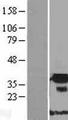 FNDC9 Protein - Western validation with an anti-DDK antibody * L: Control HEK293 lysate R: Over-expression lysate