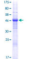 FNDC9 Protein - 12.5% SDS-PAGE of human C5orf40 stained with Coomassie Blue