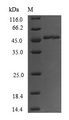 FOXO3 / FOXO3A Protein - (Tris-Glycine gel) Discontinuous SDS-PAGE (reduced) with 5% enrichment gel and 15% separation gel.