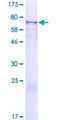 FOXRED1 Protein - 12.5% SDS-PAGE of human FOXRED1 stained with Coomassie Blue