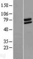 FOXRED2 Protein - Western validation with an anti-DDK antibody * L: Control HEK293 lysate R: Over-expression lysate