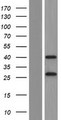 FRA10AC1 Protein - Western validation with an anti-DDK antibody * L: Control HEK293 lysate R: Over-expression lysate