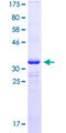 FRAT1 Protein - 12.5% SDS-PAGE Stained with Coomassie Blue.