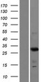 FRG2C Protein - Western validation with an anti-DDK antibody * L: Control HEK293 lysate R: Over-expression lysate