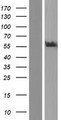 FRMD1 Protein - Western validation with an anti-DDK antibody * L: Control HEK293 lysate R: Over-expression lysate