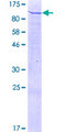 FRMD3 Protein - 12.5% SDS-PAGE of human FRMD3 stained with Coomassie Blue