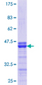 FRMD3 Protein - 12.5% SDS-PAGE Stained with Coomassie Blue.