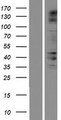 FSAPc / C19orf29 Protein - Western validation with an anti-DDK antibody * L: Control HEK293 lysate R: Over-expression lysate