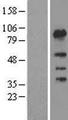 FSIP1 Protein - Western validation with an anti-DDK antibody * L: Control HEK293 lysate R: Over-expression lysate