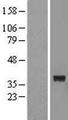 FTSJ1 Protein - Western validation with an anti-DDK antibody * L: Control HEK293 lysate R: Over-expression lysate