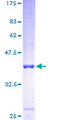 FUT10 Protein - 12.5% SDS-PAGE of human FUT10 stained with Coomassie Blue