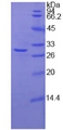 FUT4 / CD15 Protein - Recombinant Fucosyltransferase 4 By SDS-PAGE