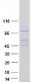 GAB4 Protein - Purified recombinant protein GAB4 was analyzed by SDS-PAGE gel and Coomassie Blue Staining
