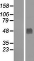 GABPB2 Protein - Western validation with an anti-DDK antibody * L: Control HEK293 lysate R: Over-expression lysate