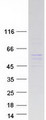 GABPB2 Protein - Purified recombinant protein GABPB2 was analyzed by SDS-PAGE gel and Coomassie Blue Staining