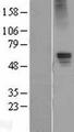 GABRA5 Protein - Western validation with an anti-DDK antibody * L: Control HEK293 lysate R: Over-expression lysate