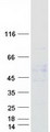 GABRA5 Protein - Purified recombinant protein GABRA5 was analyzed by SDS-PAGE gel and Coomassie Blue Staining