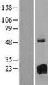 GAGE8 Protein - Western validation with an anti-DDK antibody * L: Control HEK293 lysate R: Over-expression lysate