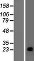 GAGEC1 / JM27 Protein - Western validation with an anti-DDK antibody * L: Control HEK293 lysate R: Over-expression lysate