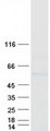 GAL3ST4 Protein - Purified recombinant protein GAL3ST4 was analyzed by SDS-PAGE gel and Coomassie Blue Staining