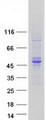 GALK2 Protein - Purified recombinant protein GALK2 was analyzed by SDS-PAGE gel and Coomassie Blue Staining