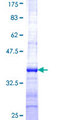 GALNT10 Protein - 12.5% SDS-PAGE Stained with Coomassie Blue