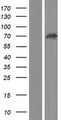 GALNT12 Protein - Western validation with an anti-DDK antibody * L: Control HEK293 lysate R: Over-expression lysate