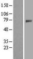 GALNT4 Protein - Western validation with an anti-DDK antibody * L: Control HEK293 lysate R: Over-expression lysate