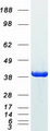 GAPDH Protein - Purified recombinant protein GAPDH was analyzed by SDS-PAGE gel and Coomassie Blue Staining