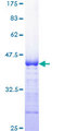GAPIII / RASA3 Protein - 12.5% SDS-PAGE Stained with Coomassie Blue