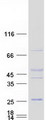 GAPT Protein - Purified recombinant protein GAPT was analyzed by SDS-PAGE gel and Coomassie Blue Staining