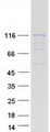 GARNL3 Protein - Purified recombinant protein GARNL3 was analyzed by SDS-PAGE gel and Coomassie Blue Staining