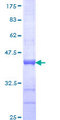 GAS2 Protein - 12.5% SDS-PAGE Stained with Coomassie Blue.