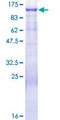 GAS2L1 Protein - 12.5% SDS-PAGE of human GAS2L1 stained with Coomassie Blue