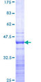 GAS2L2 Protein - 12.5% SDS-PAGE Stained with Coomassie Blue.