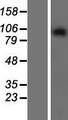 GASP2 / GPRASP2 Protein - Western validation with an anti-DDK antibody * L: Control HEK293 lysate R: Over-expression lysate