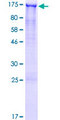 GASP2 / GPRASP2 Protein - 12.5% SDS-PAGE of human GPRASP2 stained with Coomassie Blue