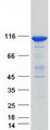 GBA2 Protein - Purified recombinant protein GBA2 was analyzed by SDS-PAGE gel and Coomassie Blue Staining