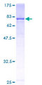GBP2 Protein - 12.5% SDS-PAGE of human GBP2 stained with Coomassie Blue