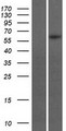 GBX1 Protein - Western validation with an anti-DDK antibody * L: Control HEK293 lysate R: Over-expression lysate