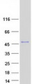 GBX1 Protein - Purified recombinant protein GBX1 was analyzed by SDS-PAGE gel and Coomassie Blue Staining