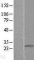 GCAP / GUCA1A Protein - Western validation with an anti-DDK antibody * L: Control HEK293 lysate R: Over-expression lysate