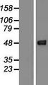 GCAT Protein - Western validation with an anti-DDK antibody * L: Control HEK293 lysate R: Over-expression lysate