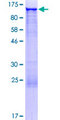 GCC1 / GCC88 Protein - 12.5% SDS-PAGE of human GCC1 stained with Coomassie Blue