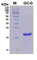 GCG / Glucagon Protein - SDS-PAGE under reducing conditions and visualized by Coomassie blue staining