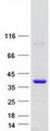GDPD1 Protein - Purified recombinant protein GDPD1 was analyzed by SDS-PAGE gel and Coomassie Blue Staining