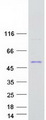 GDPGP1 / C15orf58 Protein - Purified recombinant protein GDPGP1 was analyzed by SDS-PAGE gel and Coomassie Blue Staining